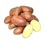 Kartoffel Laura halbmehlig vorw. festkochend (halbmehlig) rote Kartoffeln 1-25 Kg geeignet für Salz-, Pell-, Back- Folien- und Gratin-Kartoffel, optimal für selbstgemachte Pommes (25)