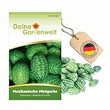 Mexikanische Minigurke Samen - Melothria scabra - Minigurkensamen - Gemüsesamen - Saatgut für 10 Pflanz