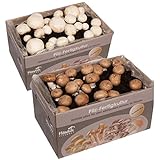 2x Champignon Pilzkulturen Mix klein - kinderleicht Pilze züchten - Hawlik Pilzbrut – Pilzzuchtset zum Ausprobieren – weiße Champignon und Steinchampigno
